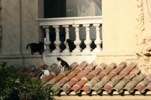 Cats on Balcony