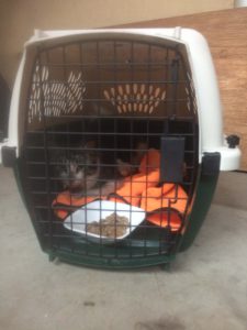 Feral Cat in Carrier