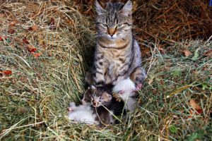 Cat with Kittens